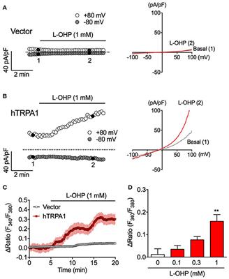 Distinct Mechanism of Cysteine Oxidation-Dependent Activation and Cold Sensitization of Human Transient Receptor Potential Ankyrin 1 Channel by High and Low Oxaliplatin